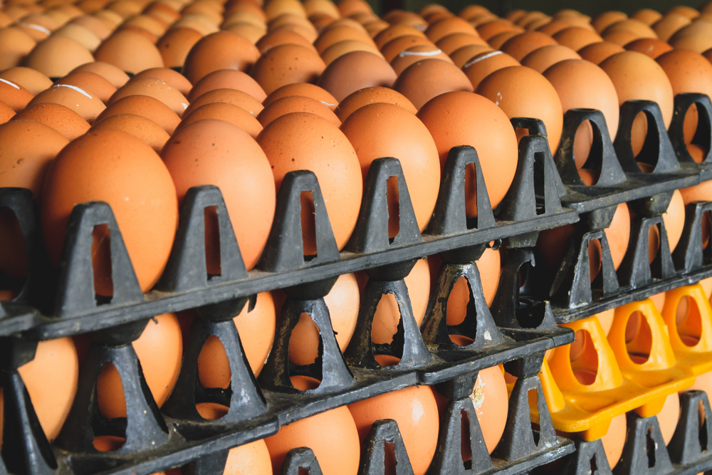 become-an-egg-supplier how to make money in Nigeria as a student