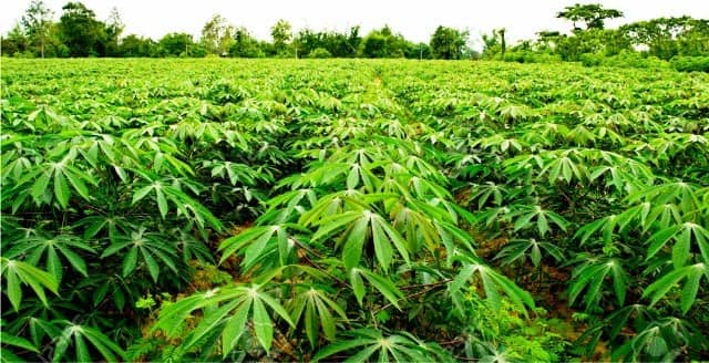 Cassava farming business