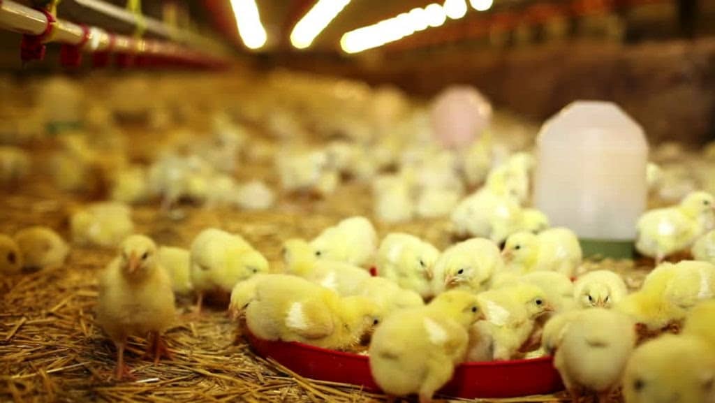 Poultry farm business