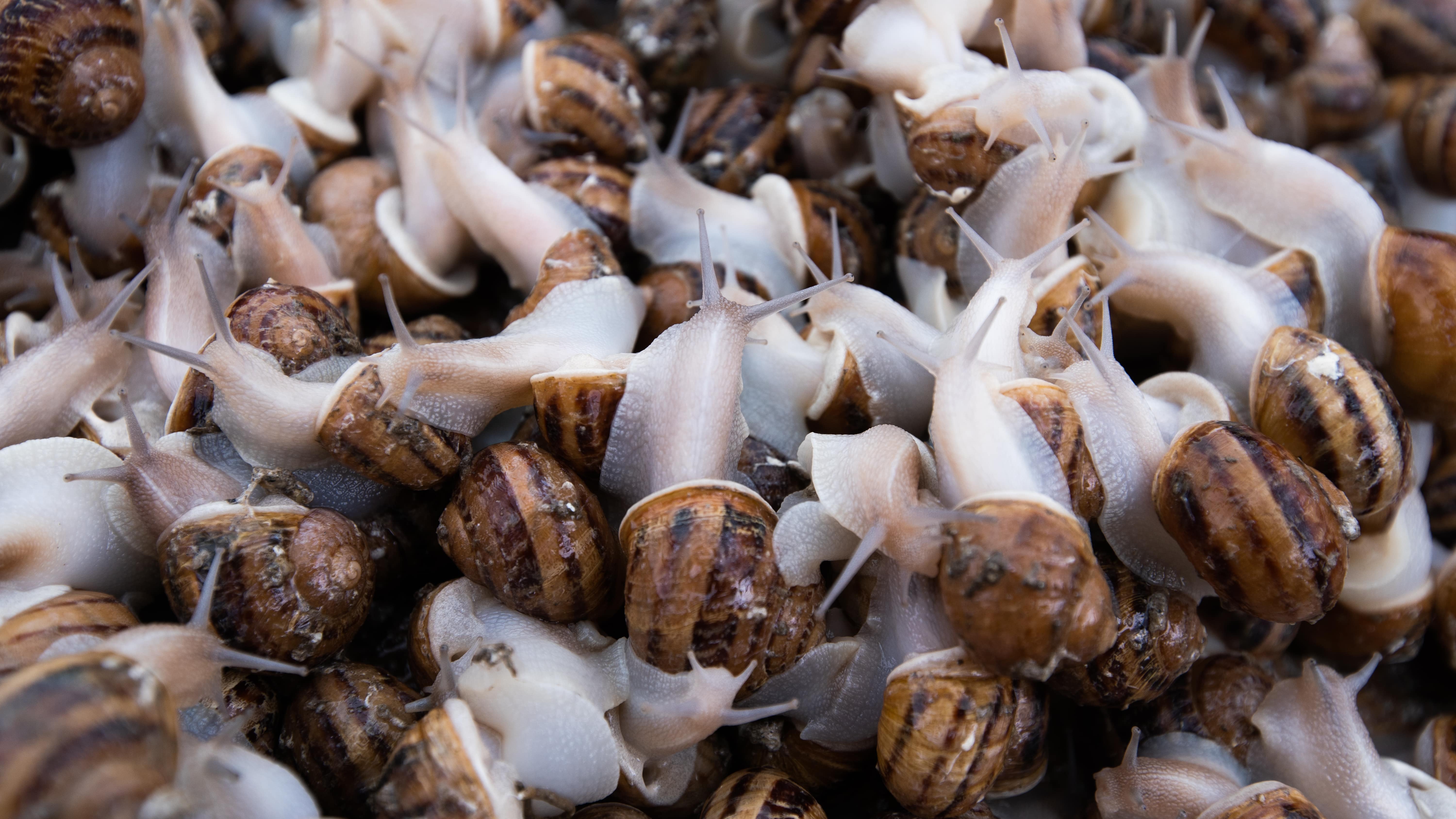 snail rearing business plan in nigeria