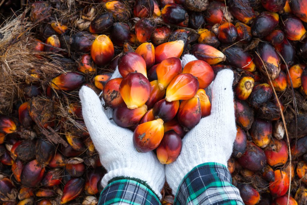 how-to-start-palm-oil-business-in-nigeria