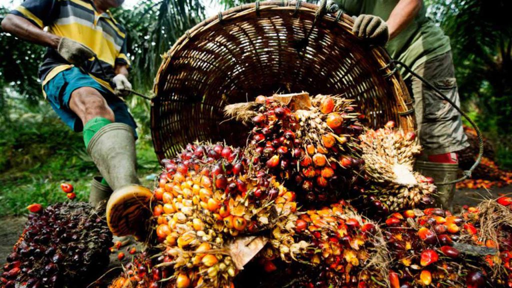 Palm Oil Business In Nigeria