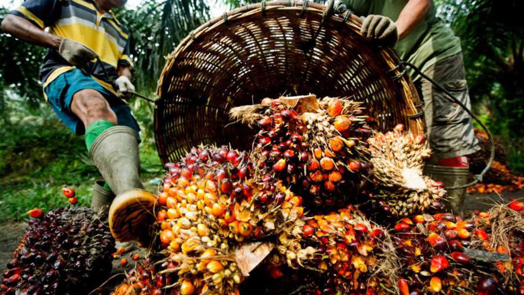 How to start a palm oil business in Nigeria
