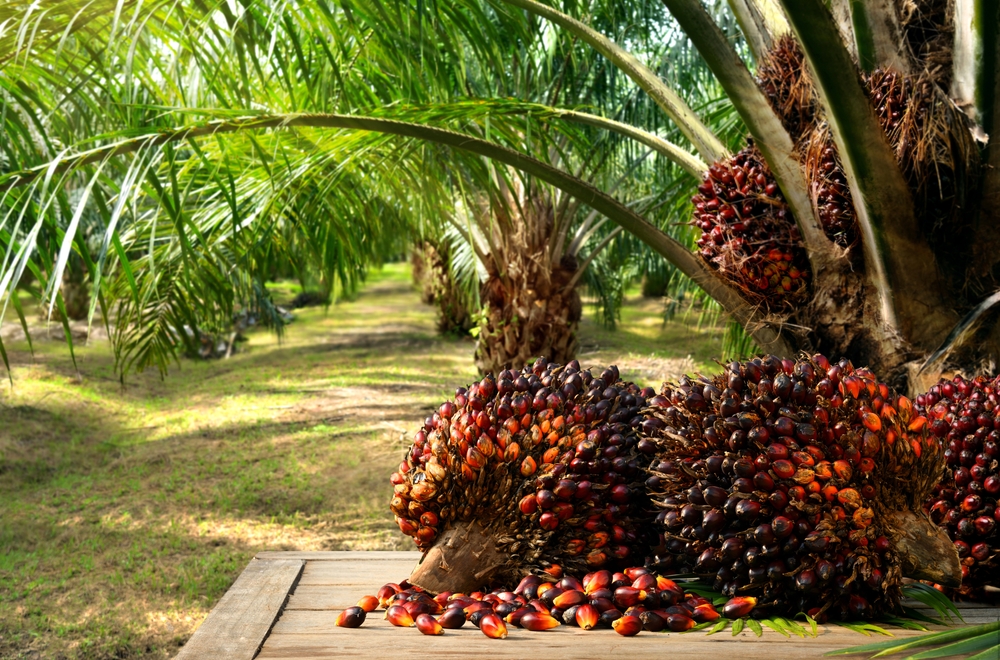 How to start a palm oil business in Nigeria