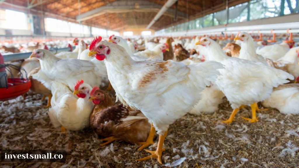 poultry farming 10 things you can sell in Nigeria to make money
