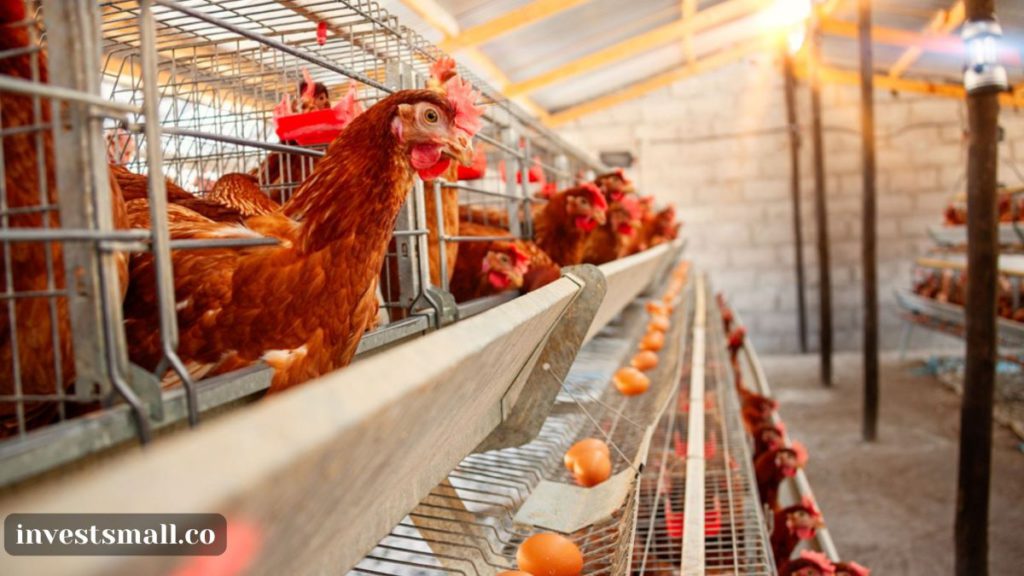 poultry farming agricultural business idea in nigeria