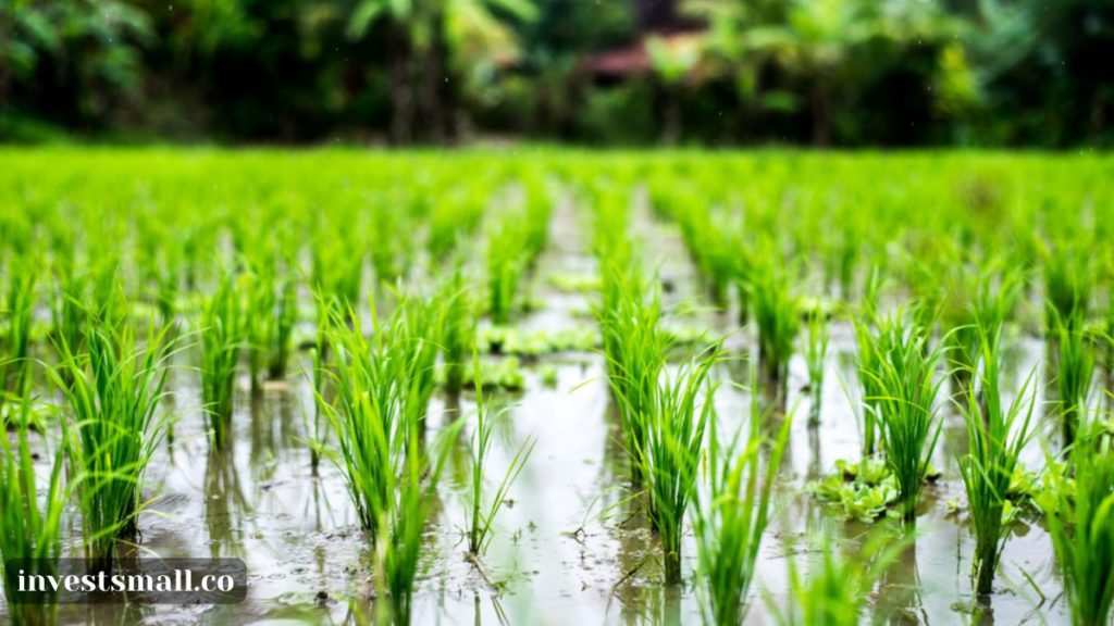 rice farming agricultural business idea in nigeria