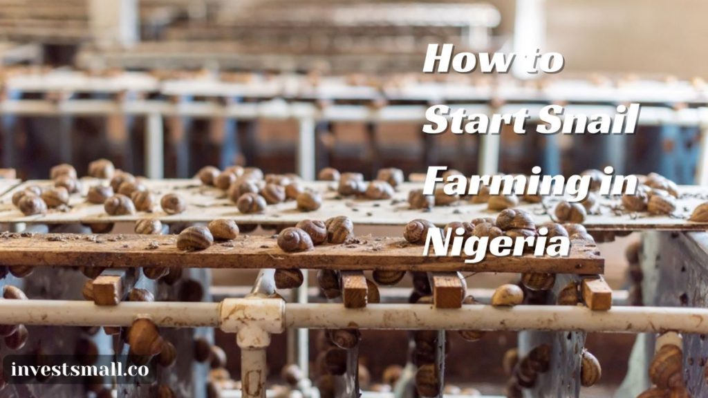 snail farming business in Nigeria