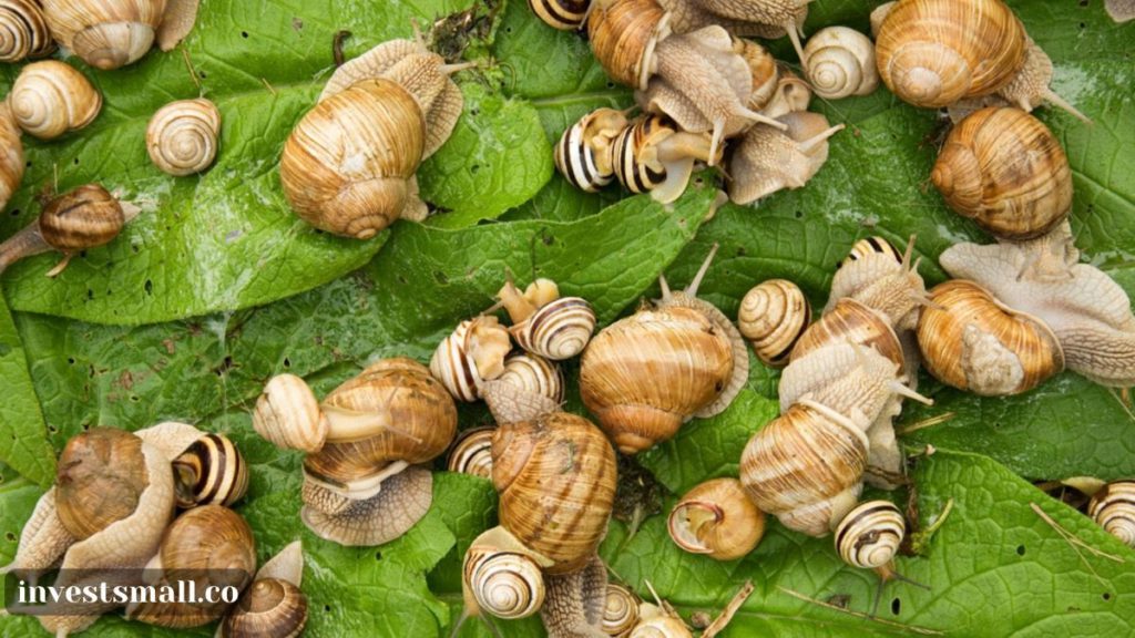 how to start snail farming in Nigeria 